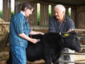 Man and woman monitoring condition of a black cow