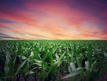 Field with crops