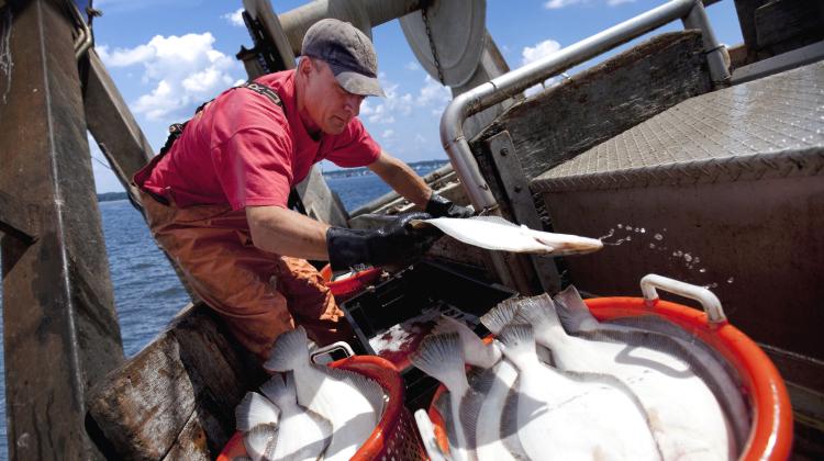 A fisher in a fishing boat, tossing his catch of large fish into baskets.