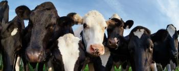 Cows on a pasture beneath a blue sky.