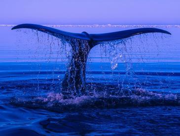 Whale tail posed majestically against dark waters.