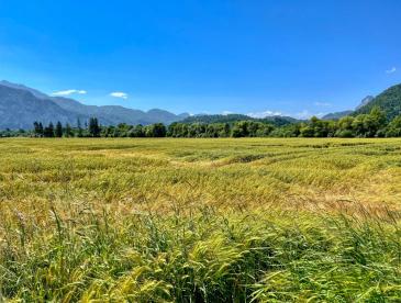 A wheat field under a blue sky, by Uwe Schwarzbach.